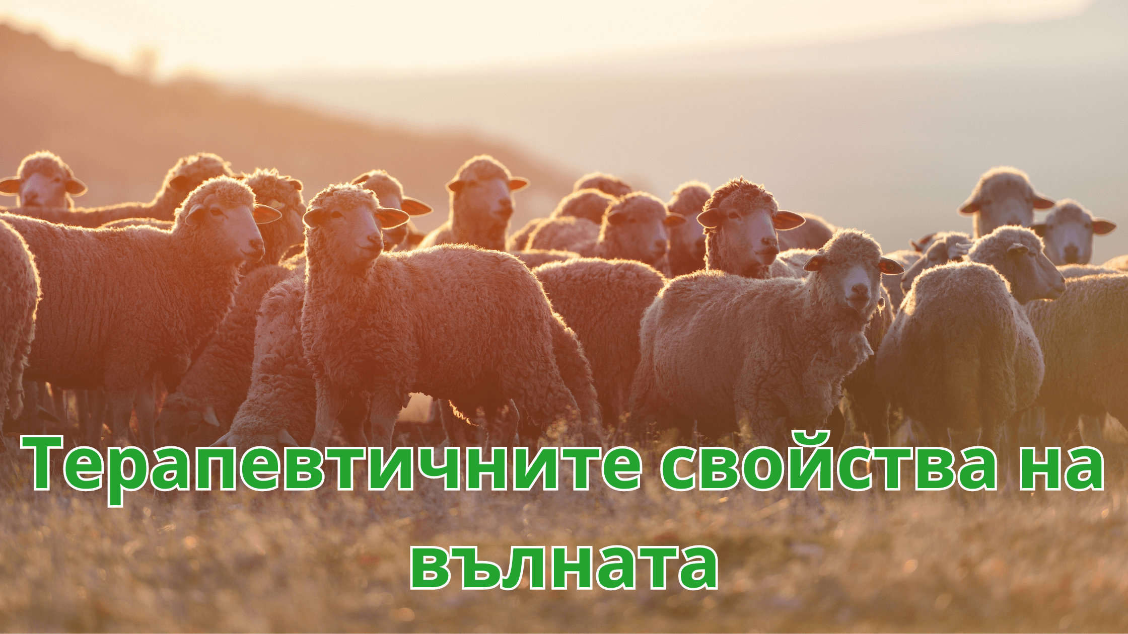 You are currently viewing Терапевтичните ползи на вълната: Залагане на комфорт и топлина